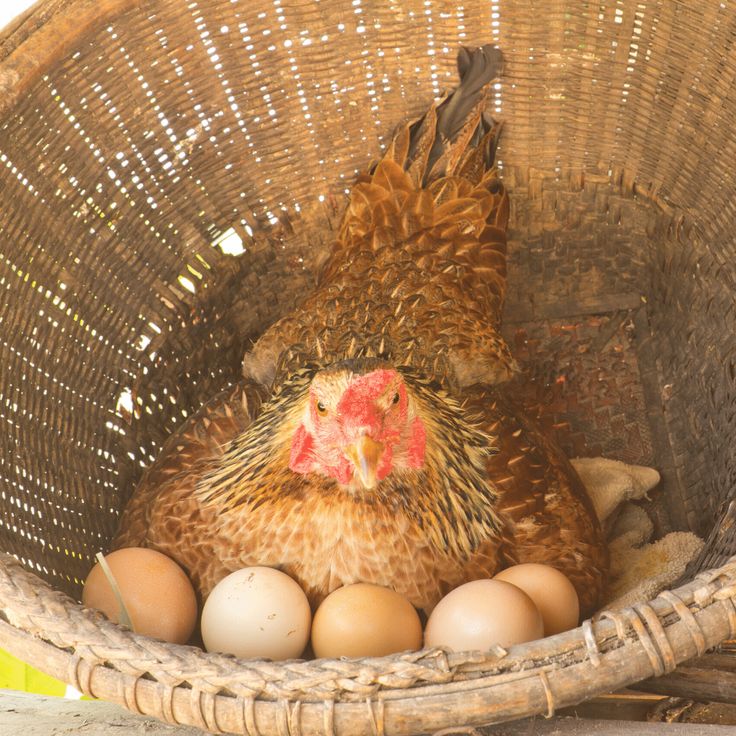 Mơ gà mái đẻ trứng